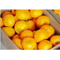 Hot Selling Sweet Seedless Fresh Juicy Mandarin Orange